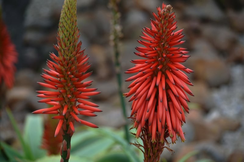 Drought-Resistant