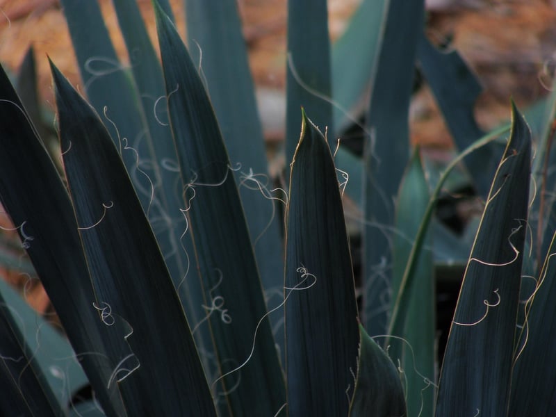 Agave
