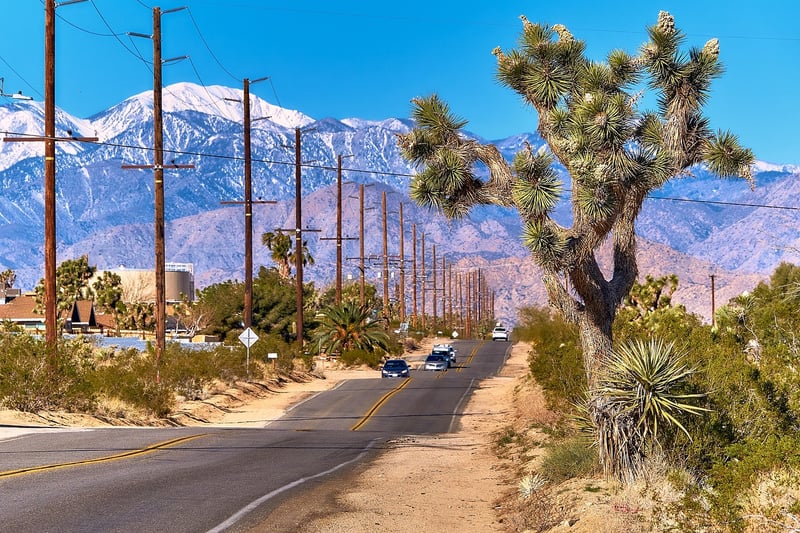Yucca
